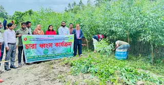 টাঙ্গাইলে পরিবেশের জন্য ক্ষতিকর আড়াই হাজার ইউক্যালিপটাসের চারা ধ্বংস